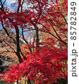 紅葉 85782849