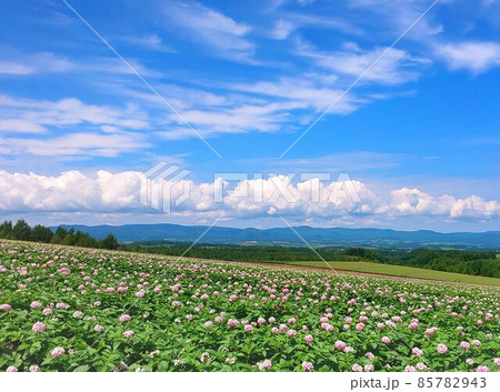 北海道 丘のまち美瑛  じゃがいもの花 85782943