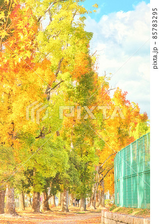 紅葉と青空（岡山県総合グラウンド） 85783295