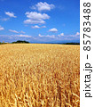 北海道 丘のまち美瑛  小麦畑 85783488