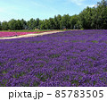 北海道 丘のまち美瑛  ラベンダー畑 85783505