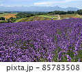 北海道 丘のまち美瑛  ラベンダー畑 85783508