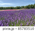 北海道 丘のまち美瑛  ラベンダー畑 85783510