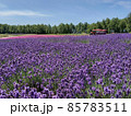 北海道 丘のまち美瑛  ラベンダー畑 85783511