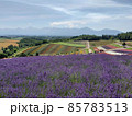 北海道 丘のまち美瑛  ラベンダー畑 85783513
