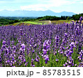 北海道 丘のまち美瑛  ラベンダー畑 85783515