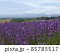 北海道 丘のまち美瑛  ラベンダー畑 85783517