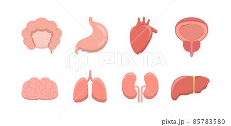 わた おなか お腹 85783580