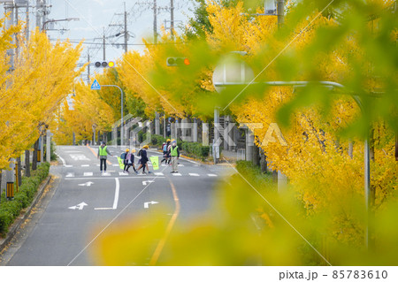 富田林市梅の里の銀杏並木 85783610