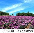 北海道 丘のまち美瑛  なでしこのお花畑 85783695