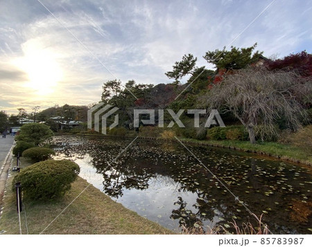 蓮池 日本庭園 蓮池 日本庭園 85783987