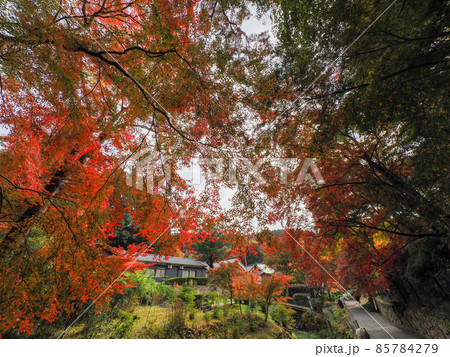 秋の正暦寺 紅葉 85784279