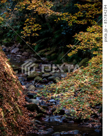 秋の正暦寺 紅葉 85784294