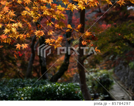 秋の正暦寺 紅葉 85784297