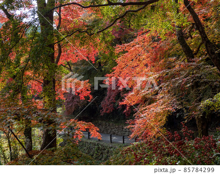 秋の正暦寺 紅葉 秋の正暦寺 紅葉 85784299