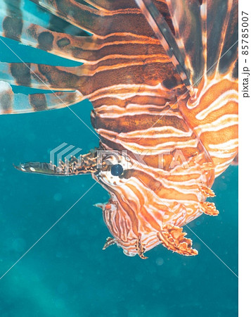 ハナミノカサゴ 85785007