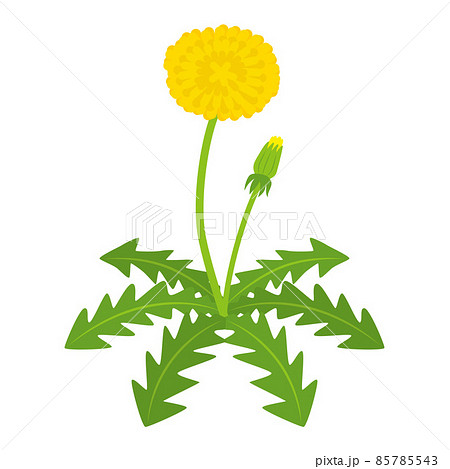 たんぽぽ❁ たんぽぽのイラストのイラスト素材 [85785543] - PIXTA