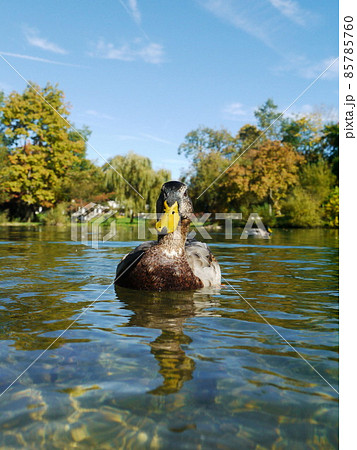 Duck Ducks 85785760