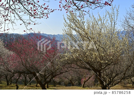 宝登山山頂の梅百花園と秩父盆地に武甲山 宝登山山頂の梅百花園と秩父盆地に武甲山 85786258