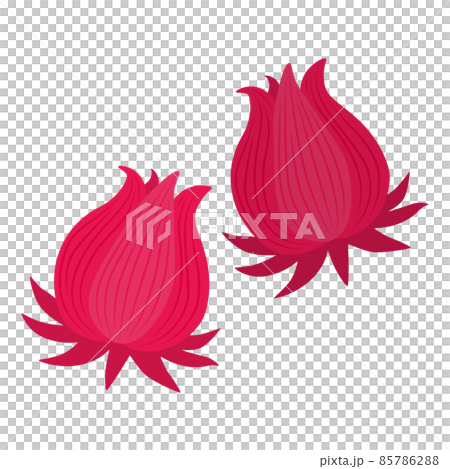 Roselle illustration Roselle illustration 85786288