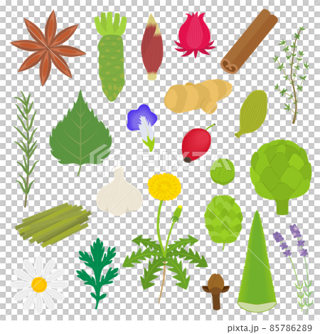 ハーブのイラストセット 85786289