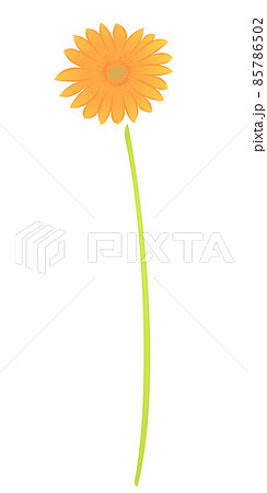 ガーベラ オレンジ色 花のベクターイラスト のイラスト素材