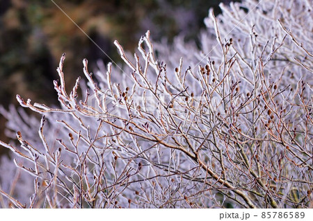 谷川岳の霧氷 85786589