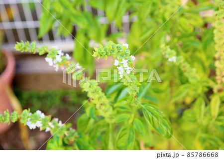 バジルの花 バジルの花 85786668