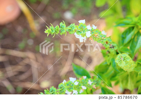 バジルの花 85786670