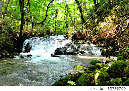一ノ瀬川の渓流釣り 85786709