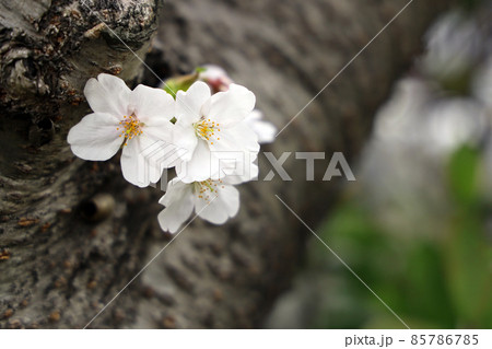 咲く桜 咲く桜 85786785