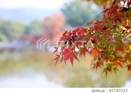 紅葉イロハモミジ 85787225