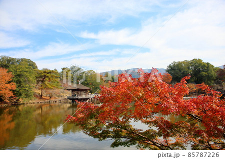 紅葉イロハモミジ 浮見堂 紅葉イロハモミジ 浮見堂 85787226