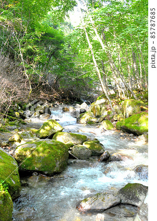 黒エンジュに繋がる支流の中嶋川 85787685