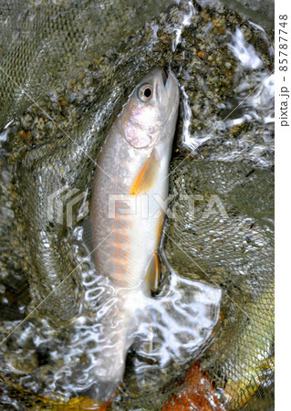 上流にはイワナもいる 上流にはイワナもいる 85787748