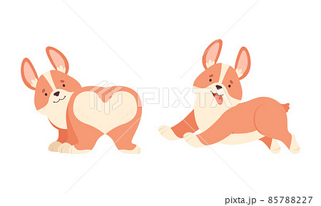 Welsh Corgi with Short Legs and Brown Coat Running and Standing Vector Set 85788227