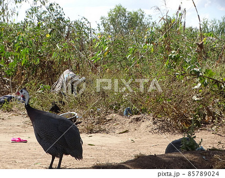 マラウイのゾンバの日常風景（ホロホロ鳥） 85789024