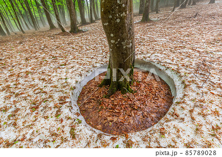 新潟県十日町市　残雪が残る新緑の美人林　ブナの根開き（冬・春イメージ）　 85789028