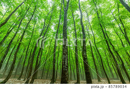 新潟県十日町市 新緑の美人林(春イメージ) 新潟県十日町市 新緑の美人林(春イメージ) 85789034