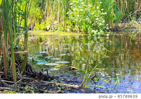 Aquatic plants in a swamp Aquatic plants in a swamp 85789639