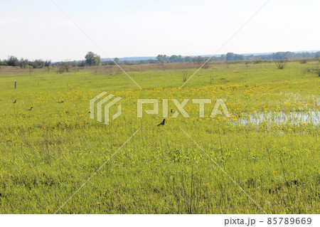 Spring landscape 85789669