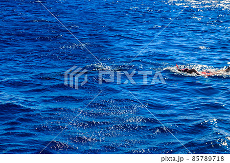 Group of people snorkeling with dolphins in Red sea, Egypt 85789718