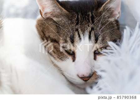 見つめる猫 キジトラ猫 見つめる猫 キジトラ猫 85790368
