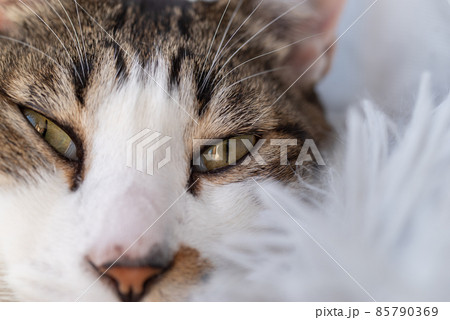 見つめる猫　キジトラ猫 85790369