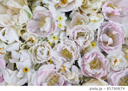 Blossoming white and light pink tulips, daffodils and spring flowers festive background, bright springtime bouquet floral card, selective focus 85790674