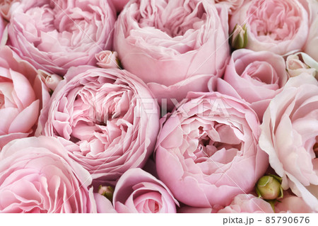 Delicate blooming festive roses and light pink flowers background, blossoming rose flower soft pastel frame, bouquet floral card 85790676