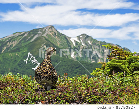 ライチョウ雌と鹿島槍ヶ岳 85790827
