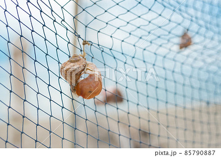 rapana shell hung on a fishing net - concept for vacation and travel - selective focus, space for text rapana shell hung on a fishing net - concept for vacation and travel - selective focus, space for text 85790887
