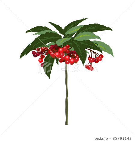 鮮やかな赤い実をつけた万両のイラスト 鮮やかな赤い実をつけた万両のイラスト 85791142