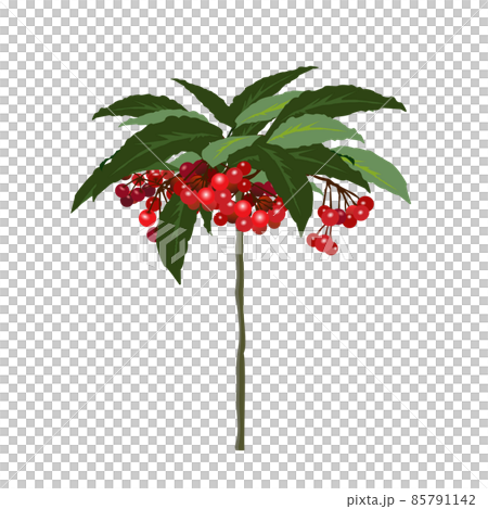 Illustration of Manryo with bright red fruit 85791142